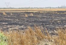 शॉर्ट सर्किट से गेहूं की फसल जलकर खाक