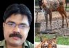हीट वेव: इंसानों से ज्यादा खतरे में होते हैं पशु