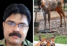 हीट वेव: इंसानों से ज्यादा खतरे में होते हैं पशु